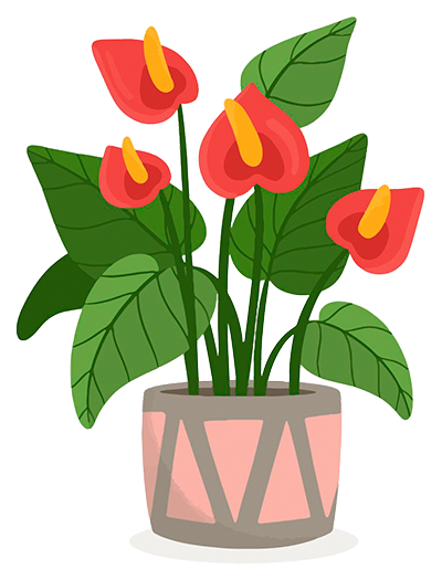 anthurium plant drawing