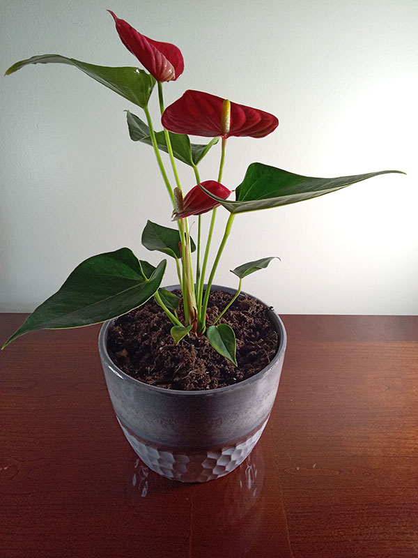 anthurium plant