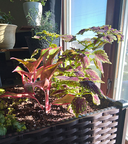 coleus indoor garden