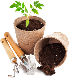 potting plants