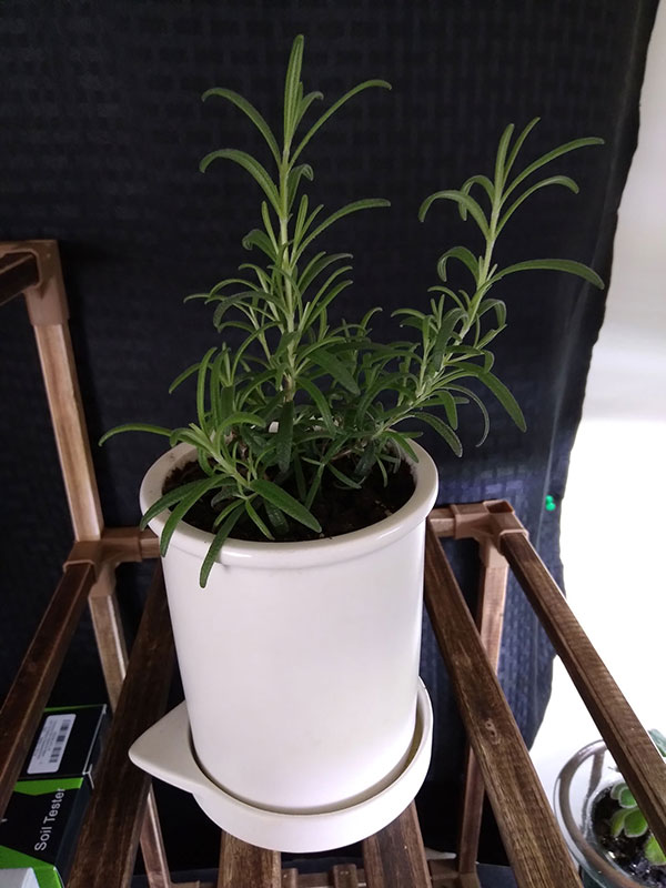 rosemary plant