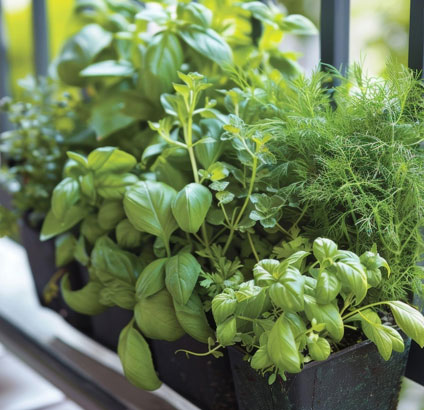 balcony basil