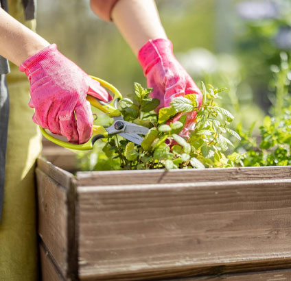 harvesting herbs