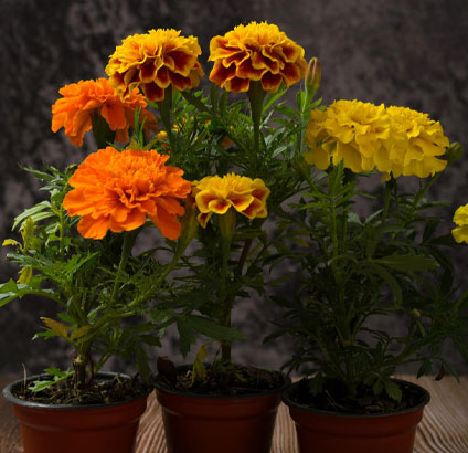 marigold starter plants