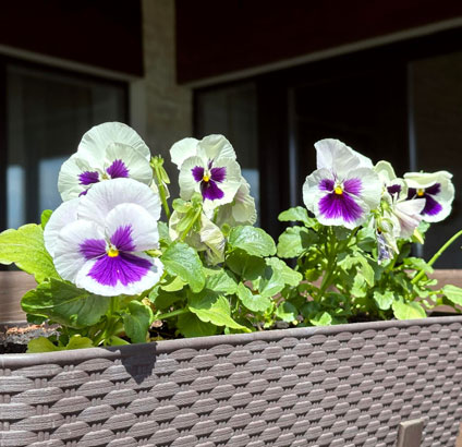 vinca plant white