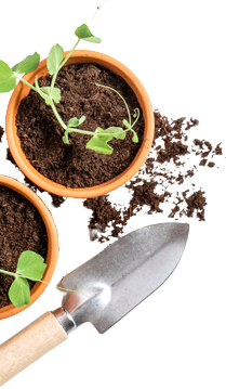 background garden image