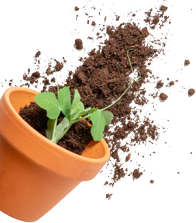 plant and soil background