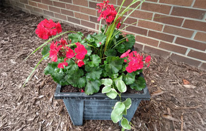 small container garden